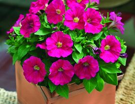 Петуния мультифлора Пикобелла F1 Карминнова 6 шт купить