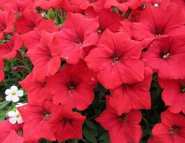 Петуния мультифлора Пикобелла F1 Красная купить