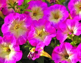 Петуния мультифлора Пикобелла F1 Роуз Морн купить