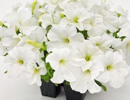 Петуния мультифлора Пикобелла F1 Белая купить