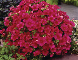 Флокс Друмонда Долли Темно-Розовый купить