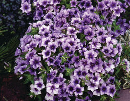 Флокс Друмонда Долли Нежно-Голубой купить