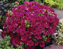 Флокс Друмонда Долли Фиолетовый купить