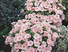 Флокс Друмонда Долли Салмон купить