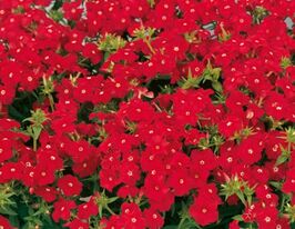 Флокс Друмонда Долли Скарлет купить