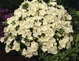 Флокс Друмонда Долли Белый купить