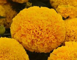 Бархатцы Тайшань Голд купить