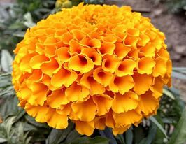 Бархатцы Тайшань Оранжевый купить