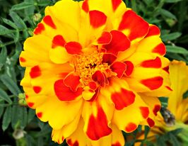 Бархатцы Бонанза Болеро купить