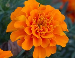 Бархатцы Бонанза Темно-Оранжевые купить