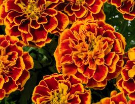 Бархатцы Бонанза Огненный шар купить