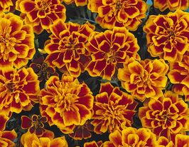 Бархатцы Бонанза Пламя купить