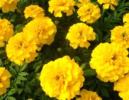 Бархатцы Бонанза Голд купить