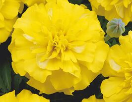 Бархатцы Бонанза Желтые купить