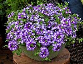 Вербена Тоскана Твистер Фиолетовая купить