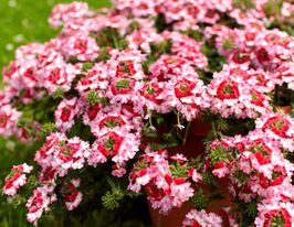 Вербена Тоскана Твистер Красная купить