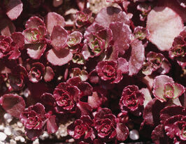 Очиток спуріум Вуду (Sedum spurium Voodoo)купити