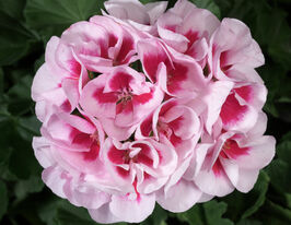 Пеларгонія зональна Білий сплеск (White Splash)купити