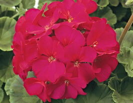 Пеларгонія зональна Грін ідолс Черіскупити