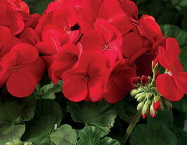 Пеларгонія зональна Дольче Віта Мілена Редкупити