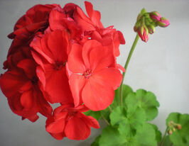 Пеларгонія зональна  Ентони (Anthony)купити