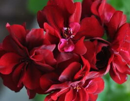 Пеларгонія зональна Кастело Бенд Дарк Ред купити