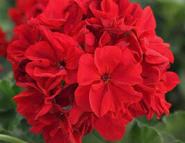 Пеларгонія зональна Кастело Роніа Редкупити