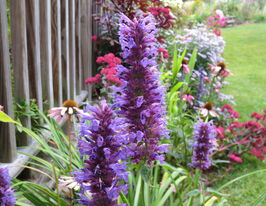 Агастахис (лофант) Блю Боа (Blue Boa) купить