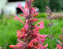 Агастахіс (лофант) Кудос Корал (Kudos Coral)купити