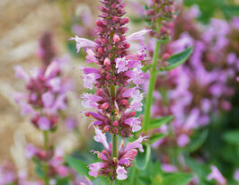 Агастахіс (лофант) Покіто Лавендер (Poquito Lavender)купити