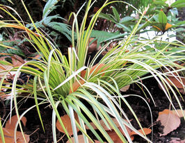 Аир (акорус) злаковидный Огон (Ogon) купить