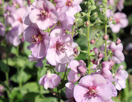 Коровяк (вербаскум) Плам Смоки (Plum Smokey) купить