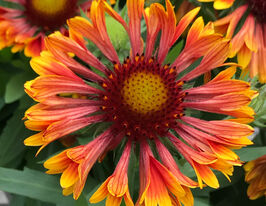 Гайлардия остистая Спинтоп Коппер Сан купить