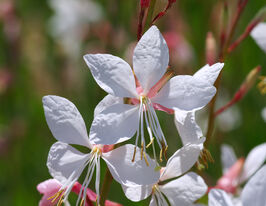 Гаура Грейсфул Вайт (Graceful White)купити