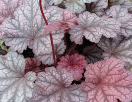 Гейхера Ворлд Кафе Шейкерато купить