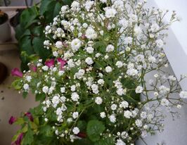 Гипсофила метельчатая Фестивал Вайт Флер купить