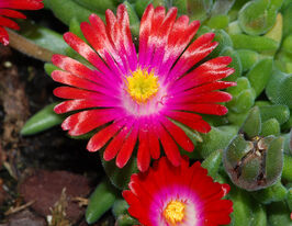 Делосперма Джевел оф Дезерт Гарнет купить