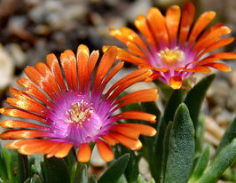 Делосперма Санделла Эприкот (Sundella Apricot) купить