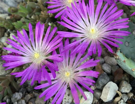 Делосперма Санделла Лавендер (Sundella Lavender) купить