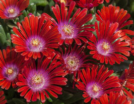 Делосперма Санделла Ред (Sundella Red)купити