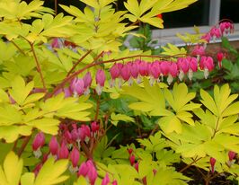 Дицентра великолепная Голд Харт (Gold Heart) купить