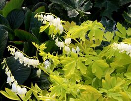 Дицентра великолепная Вайт Голд (White Gold) купить