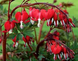 Дицентра великолепная Валентайн (Valentine) купить