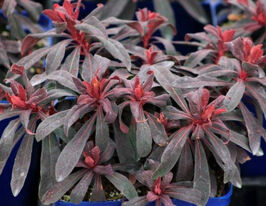 Эуфорбия (молочай) миндалевидный Пурпуреа купить