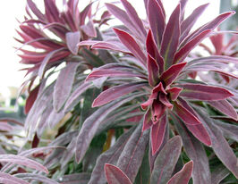 Эуфорбия миндалевидный Вальбертонс Руби Глоу купить