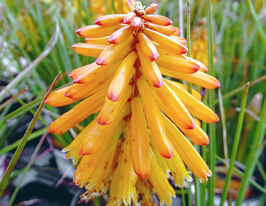 Кніфофія Поко Оранж (Poco Orange)купити