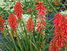 Кніфофія Редхот Попсайкл (Redhot Popsicle)купити