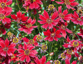 Кореопсис Черрі Пай (Cherry Pie)купити