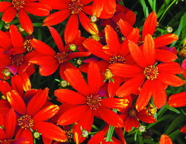 Кореопсис Ледібьорд (Ladybird)купити