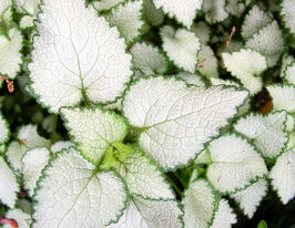 Яснотка пятнистая Пёрпл Дрэгон (Purple Dragon) купить